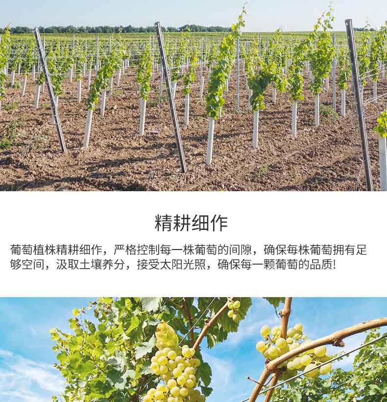 意大利 DILE 帝力 天使之手草莓味配制酒 750ml